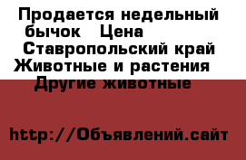 Продается недельный бычок › Цена ­ 12 000 - Ставропольский край Животные и растения » Другие животные   